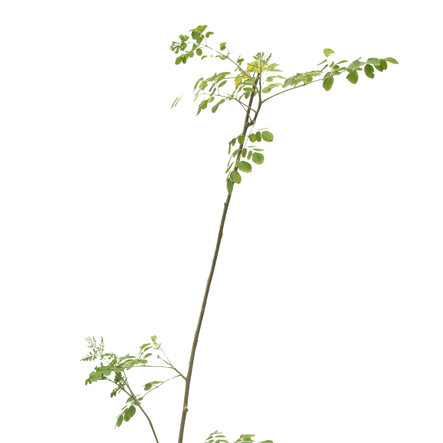 مورنجا 14سم 'نباتات خارجية اشجار