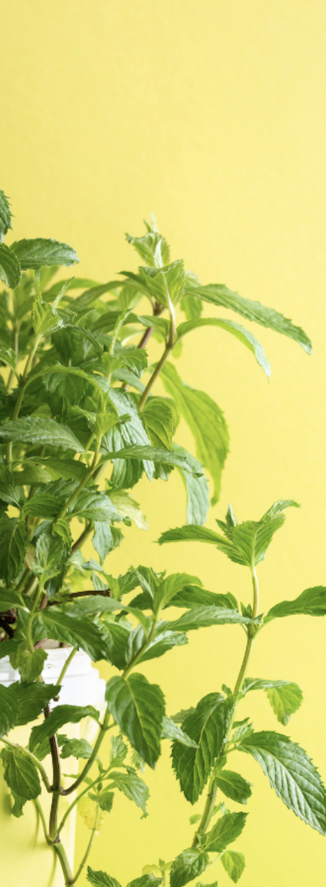 Mentha Spicata Spaermint 'Outdoor Plants Herbs