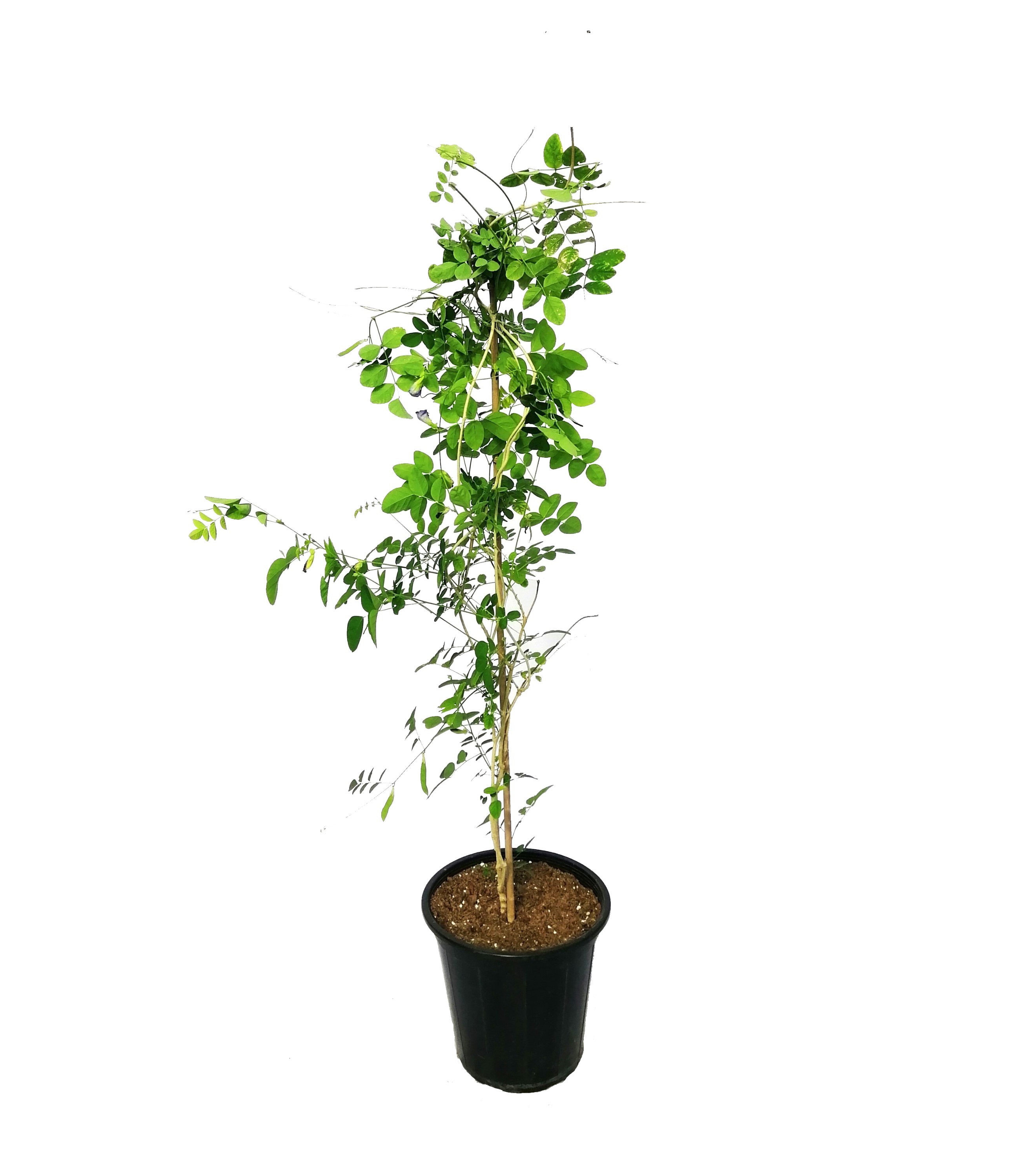 BLUE TEA 'Outdoor Plants Herbs