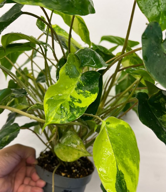 Philodendron Burle Marx Variegated 'Indoor Plants Shrubs
