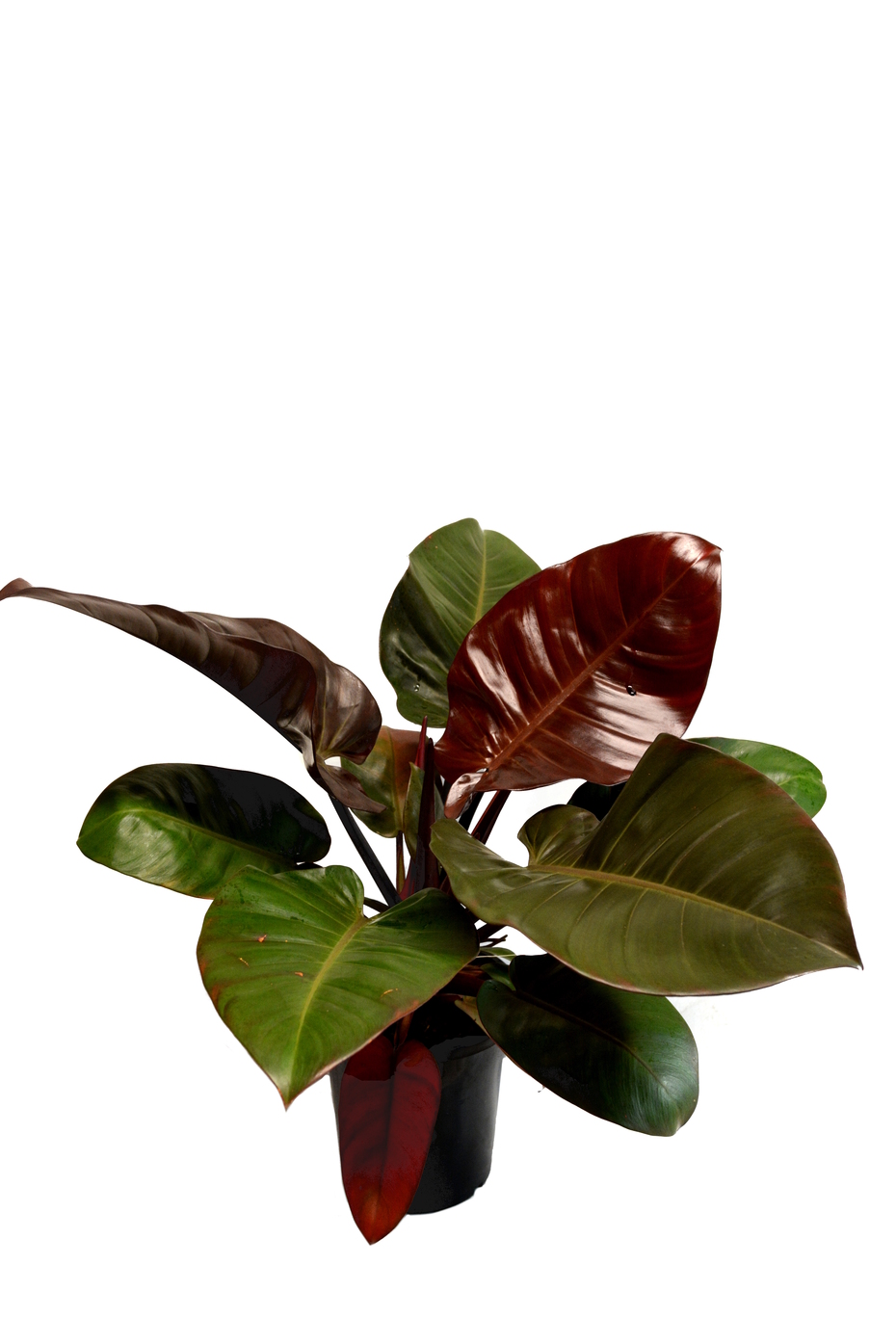 Philodendron Imperial Red 'Indoor Plants Shrubs