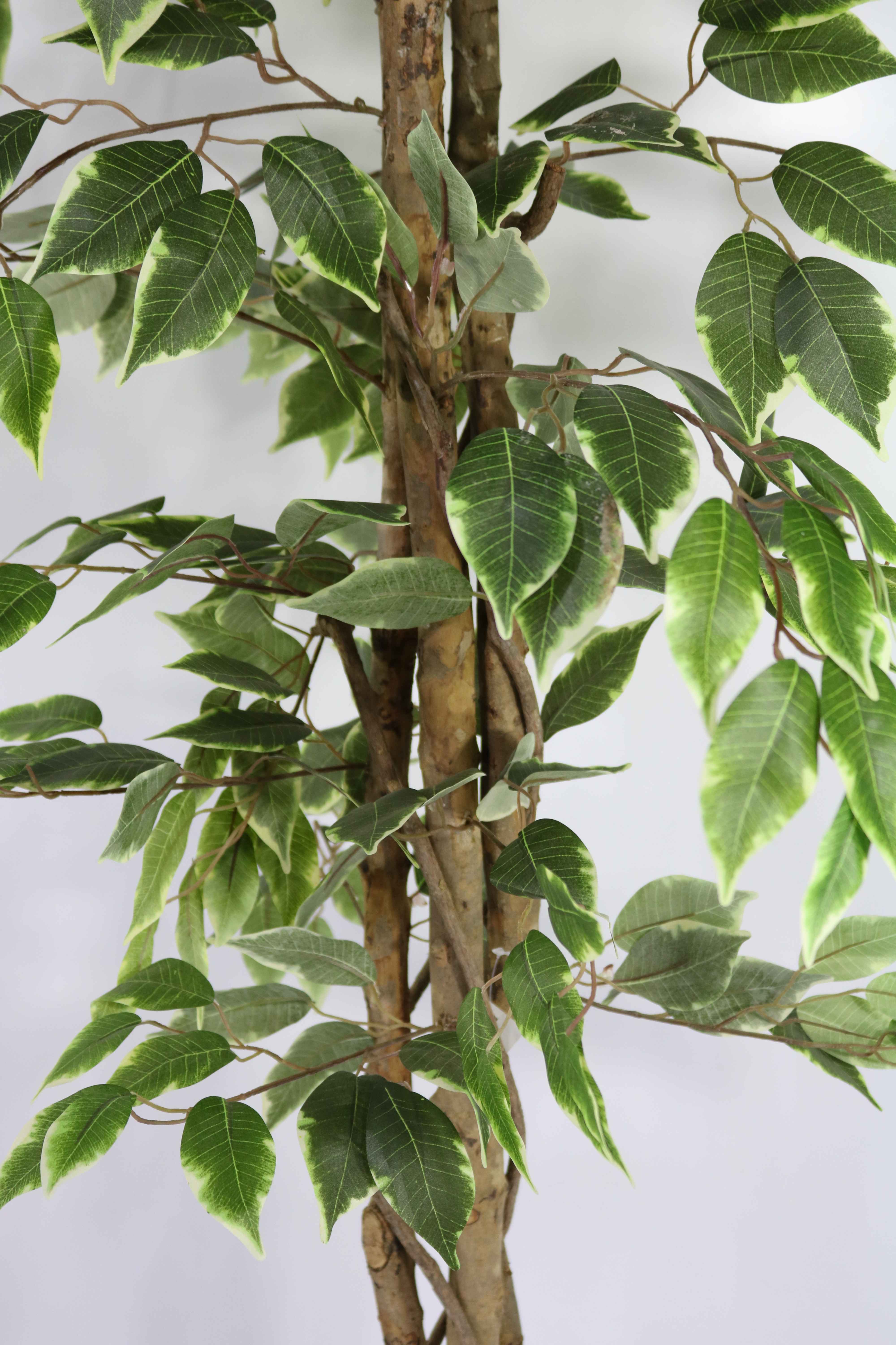 FICUS VARIEGATE 180 CM 'Artificial Plants Trees