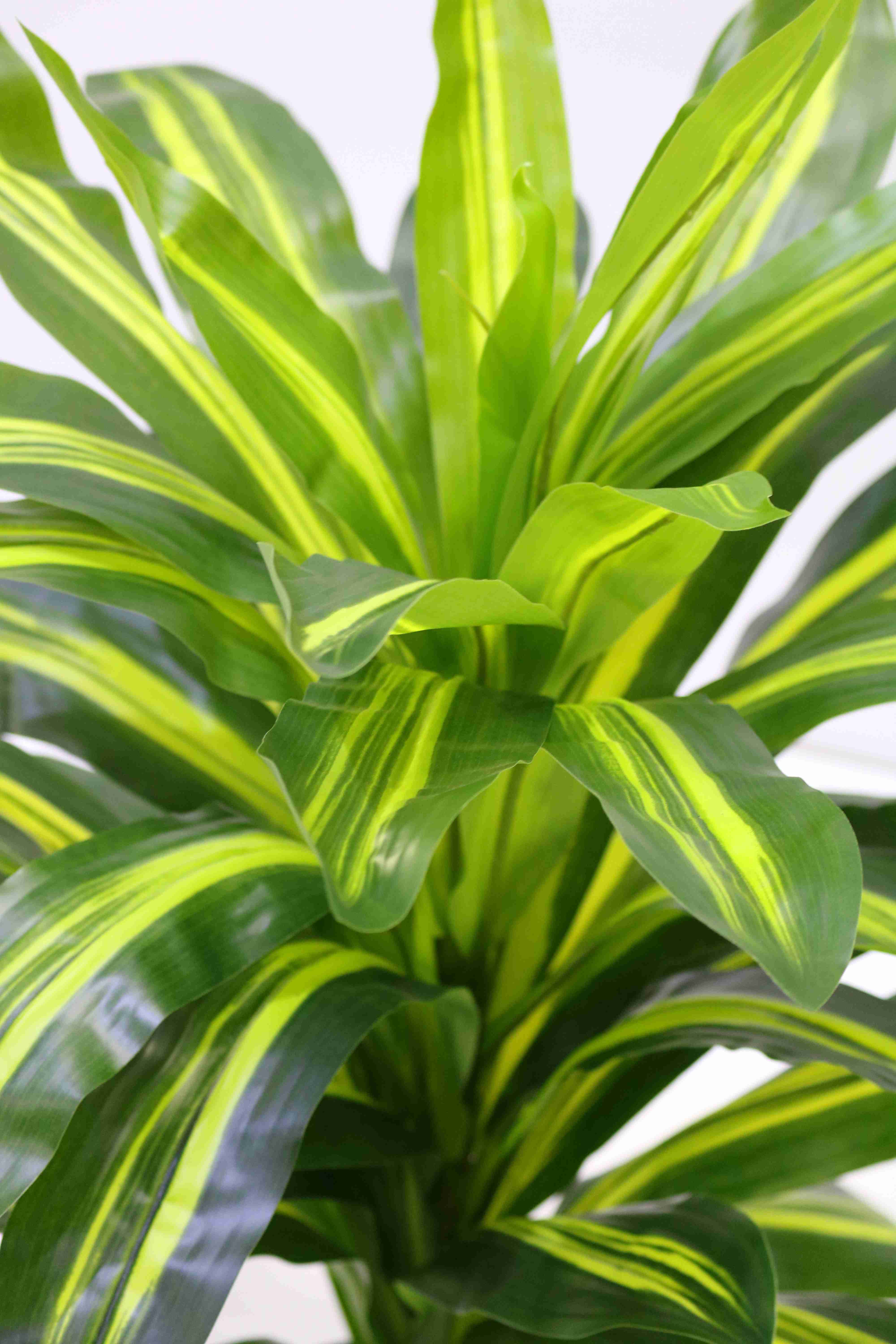DRACAENA 122 CM 'Artificial Plants Trees