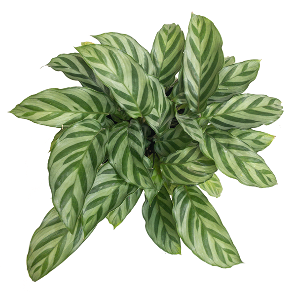 Calathea Freddie 'Indoor Plants Shrubs