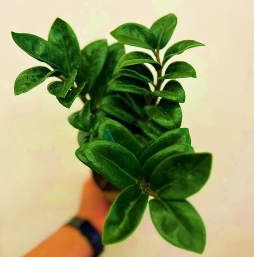 Zamioculcas Zenzi 'Indoor Plants Shrubs