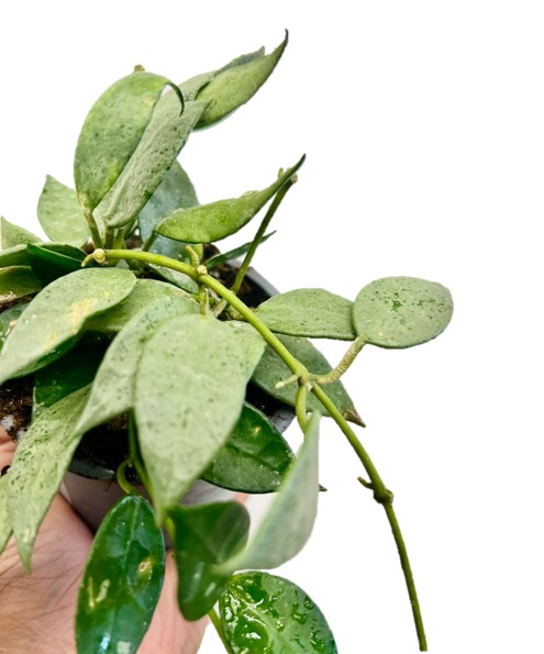 Hoya Calunosa 'Value For Money Under 10