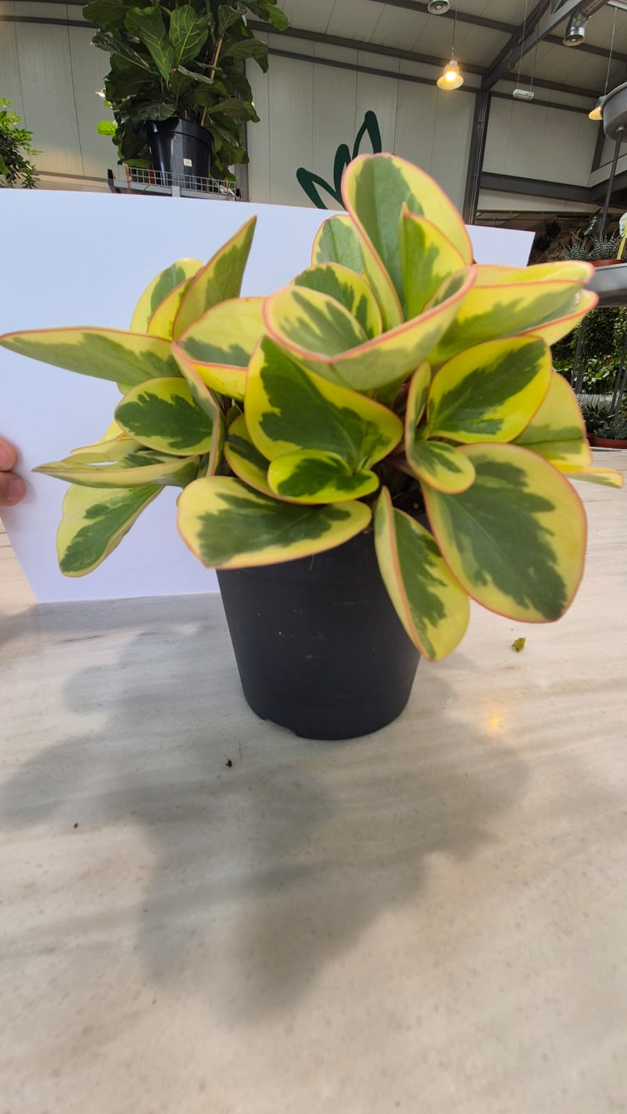 PEPEROMIA CARE 'Indoor Plants Shrubs