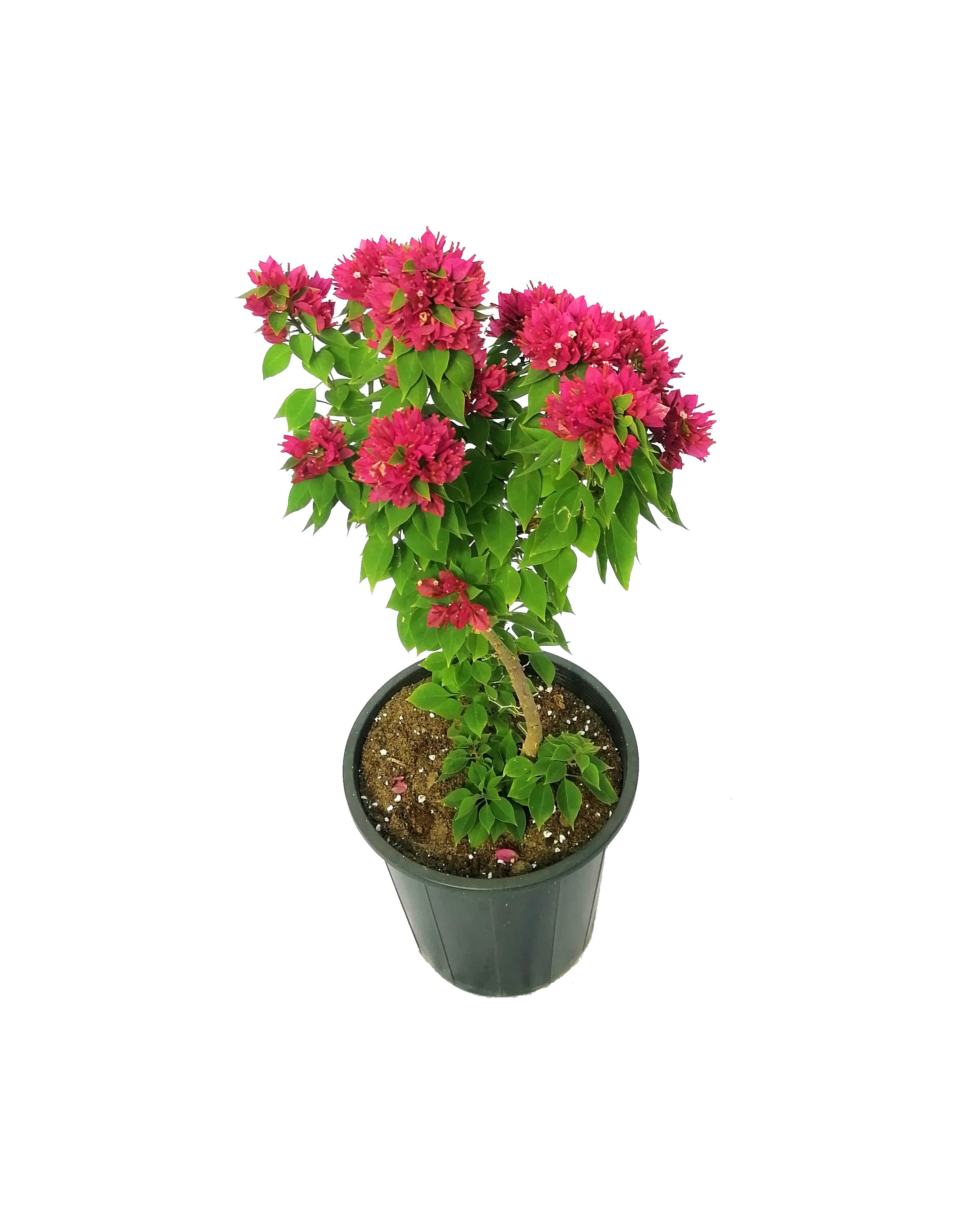 Bougainvillea 'Outdoor Plants Flowering Plants