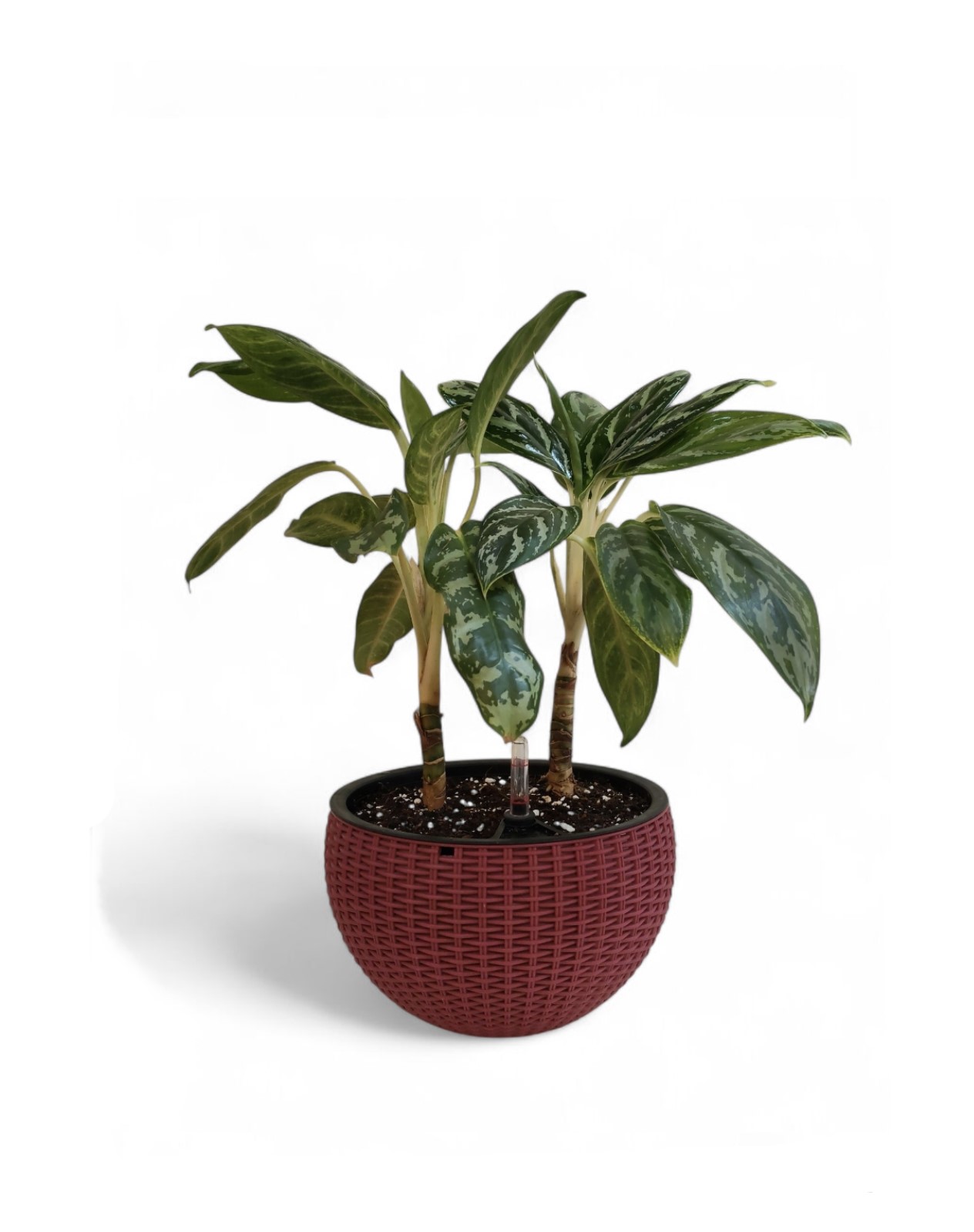 Aglonema With Smart Pot - Red 'Value For Money Under 20