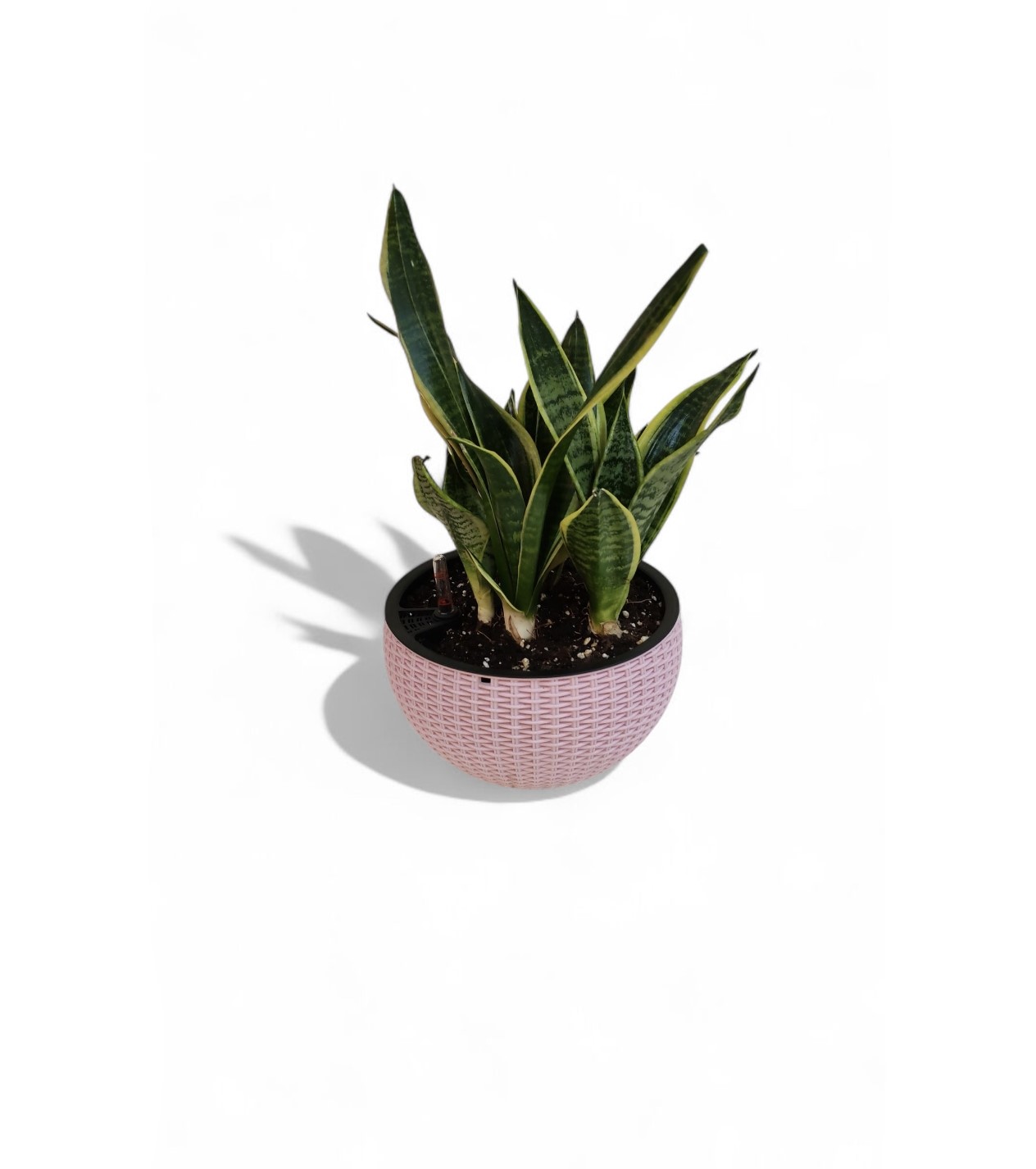 Sansevieria With Round Smart Pot 'Seasonal Specials Plants