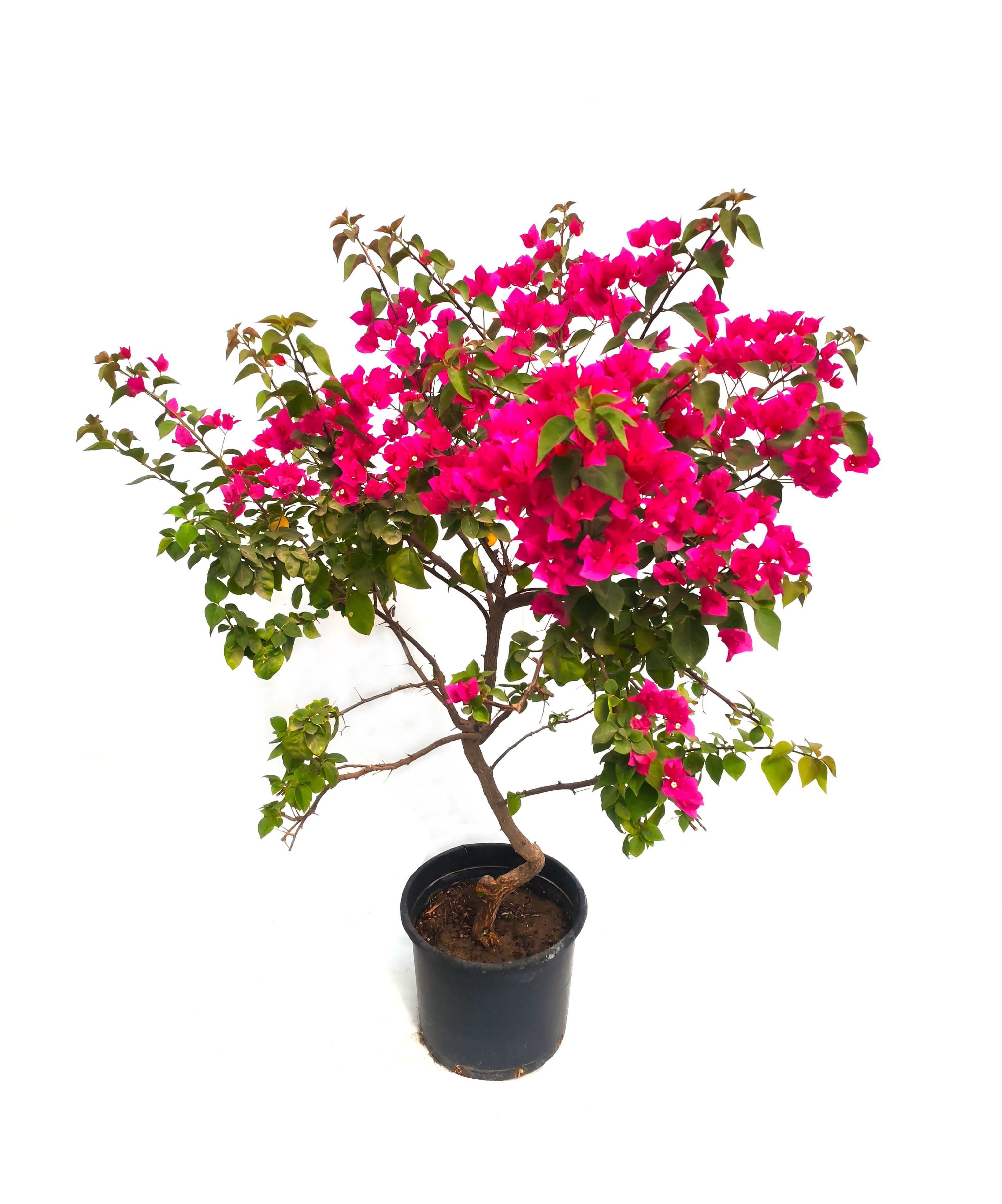 Bougainvillea Climber Mother  'Outdoor Plants Flowering Plants