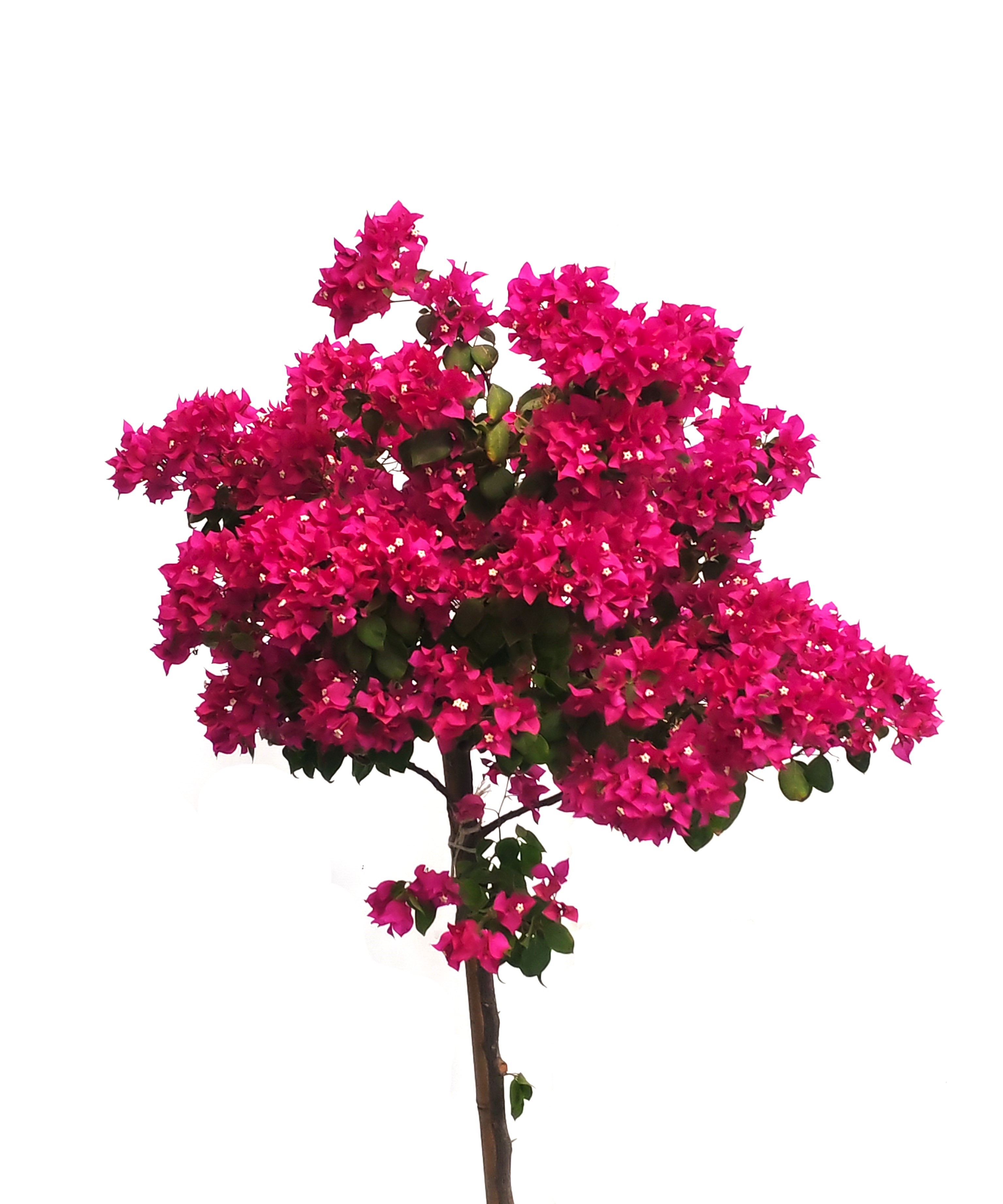 Bougainvillea Climber Mother 'Outdoor Plants Flowering Plants