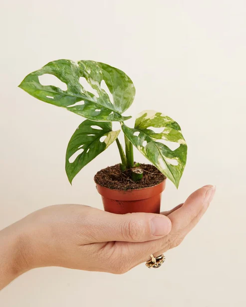 Monstera Adansonii Variegated 'Indoor Plants Trees