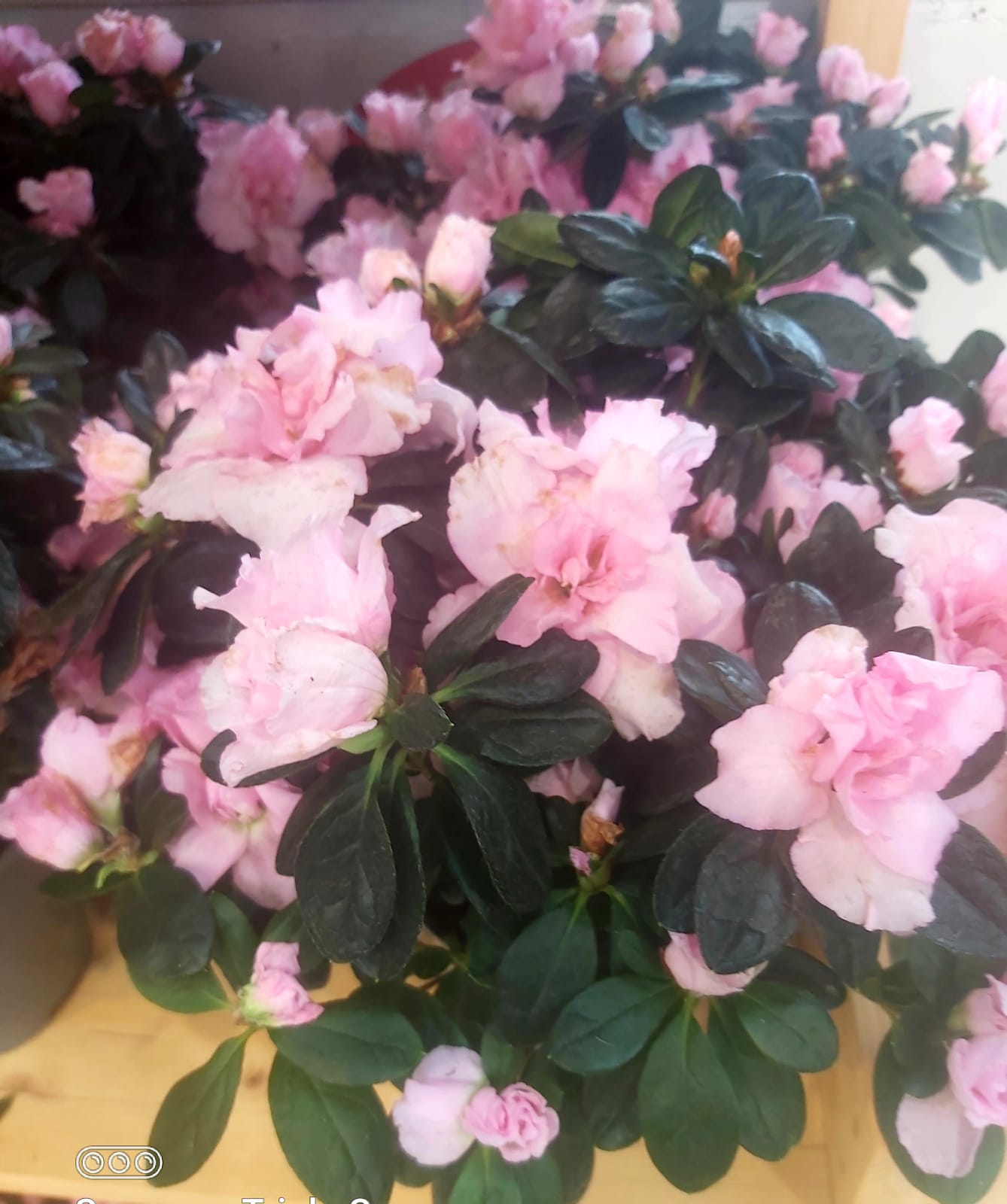 أزهار الرودودندرون 'نباتات داخلية النباتات المزهرة