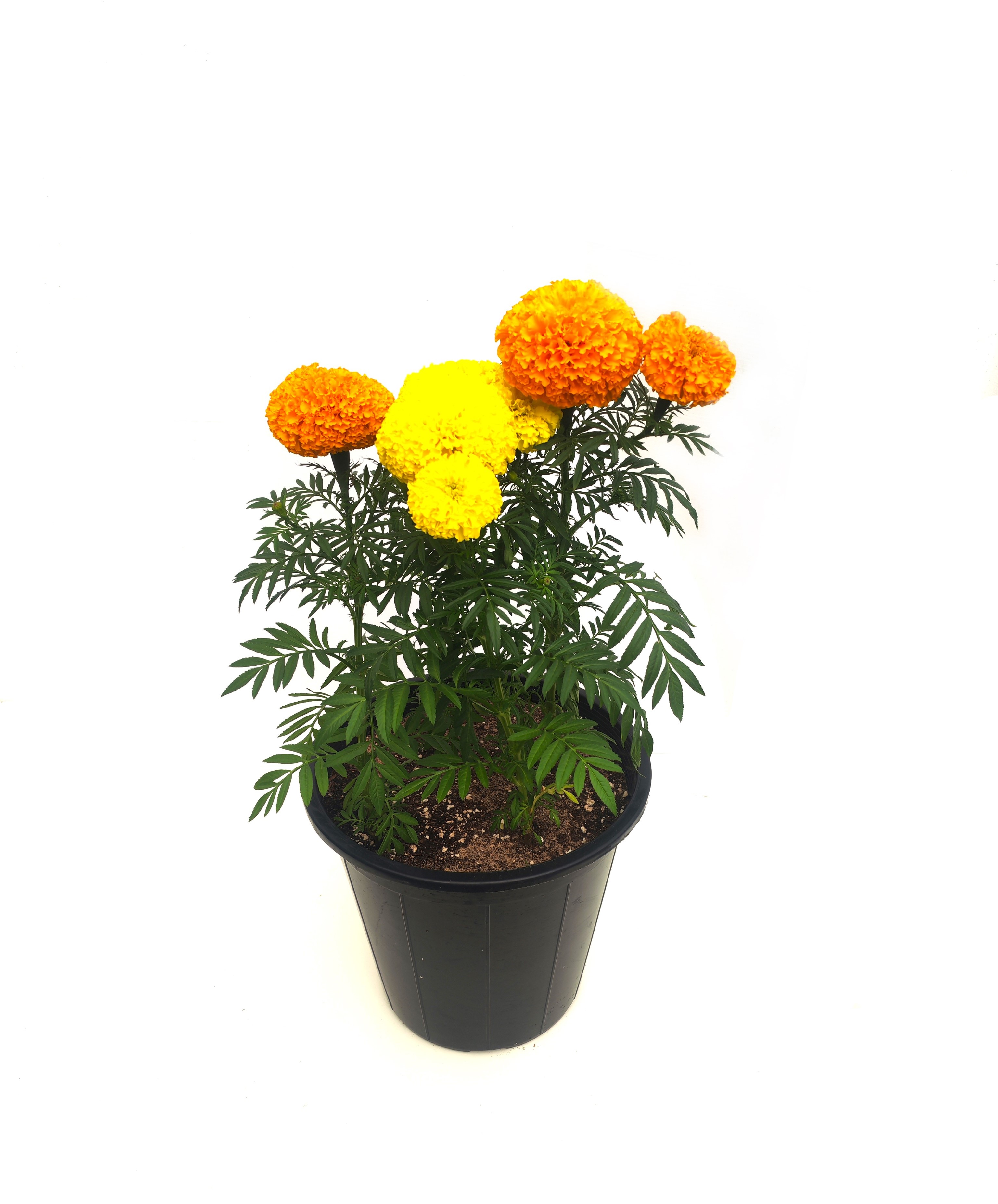 Marigold Mix 'Seasonal Specials Plants