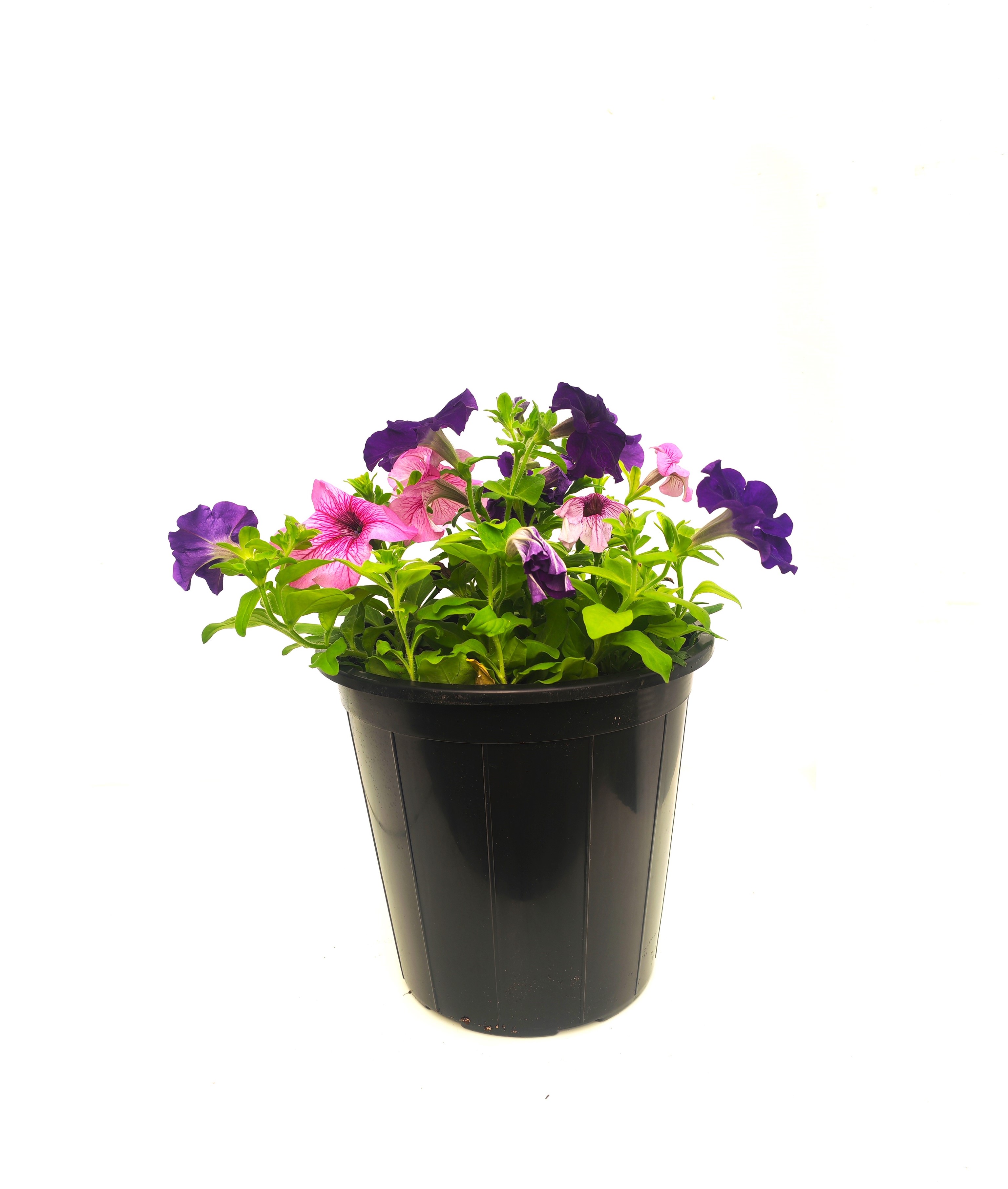 Petunia Mix 'Seasonal Specials Plants