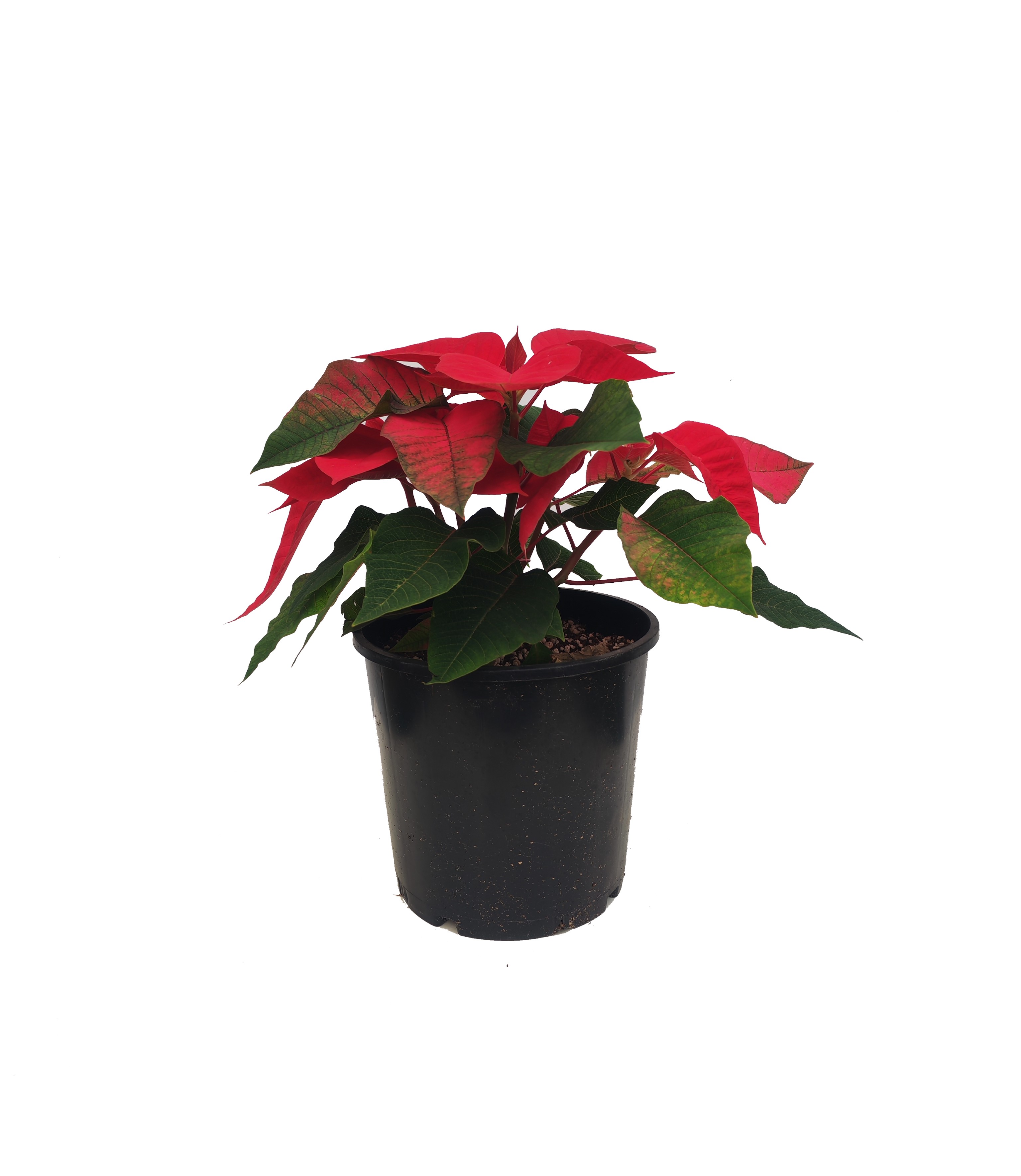 Poinsettia 'Seasonal Specials Plants