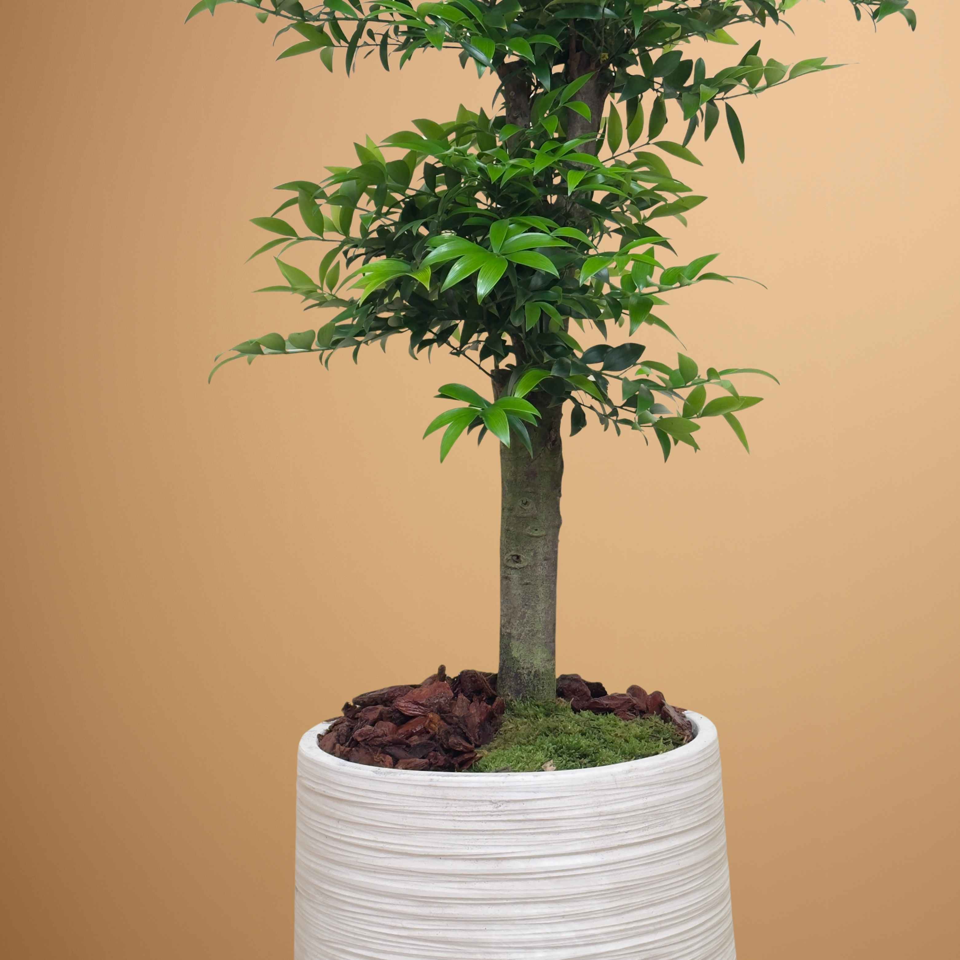 Nageia Nagi Bonsai 'Premium Collection Indoor Plants