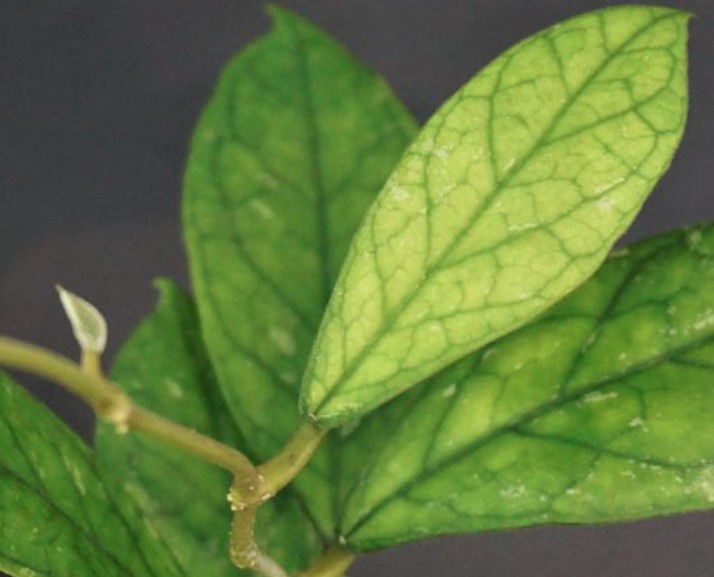 هويا “وتر دروب إيرينا” 'نباتات داخلية النباتات المزهرة