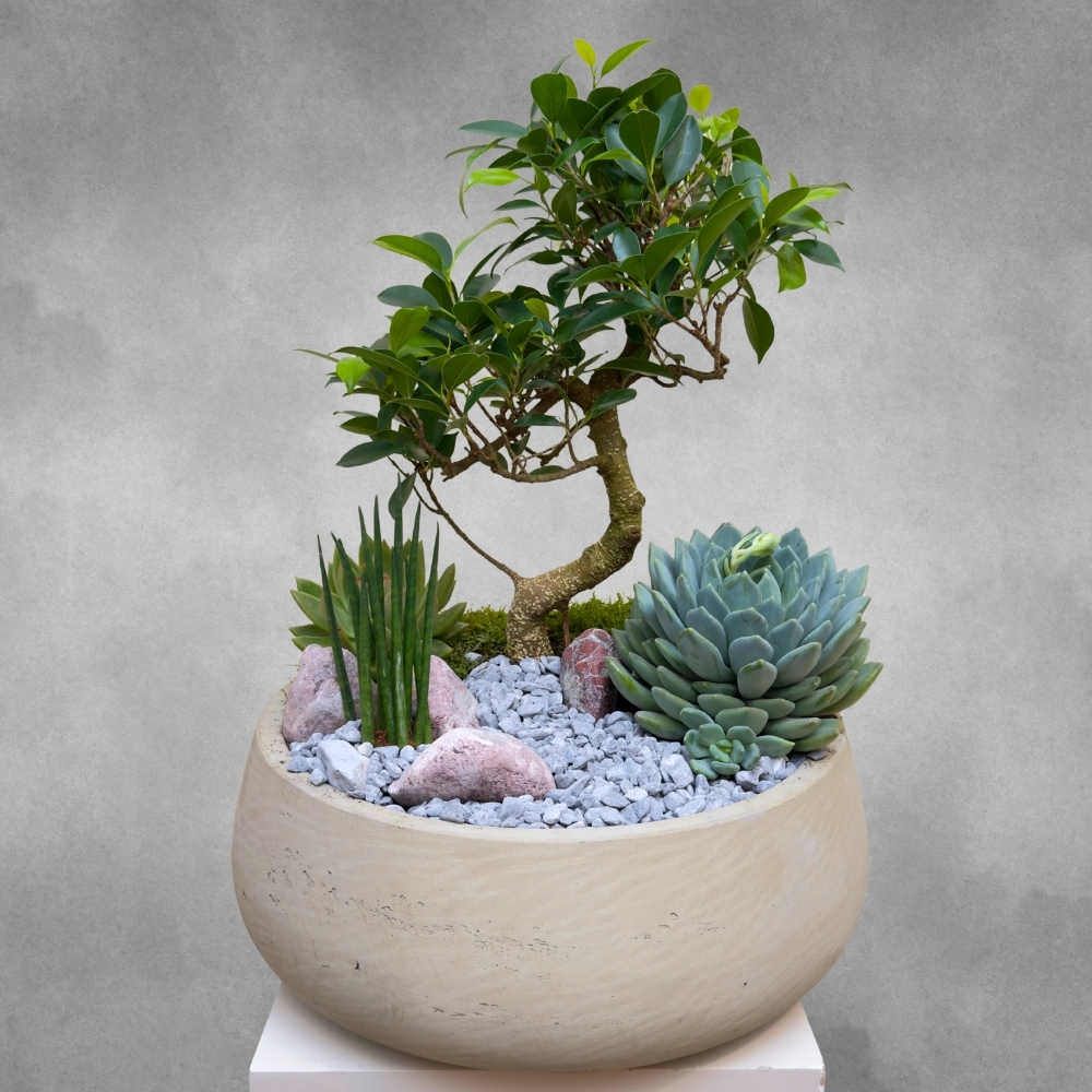 Ficus  Retusa Bonsai Garden 'Premium Collection Office Plants