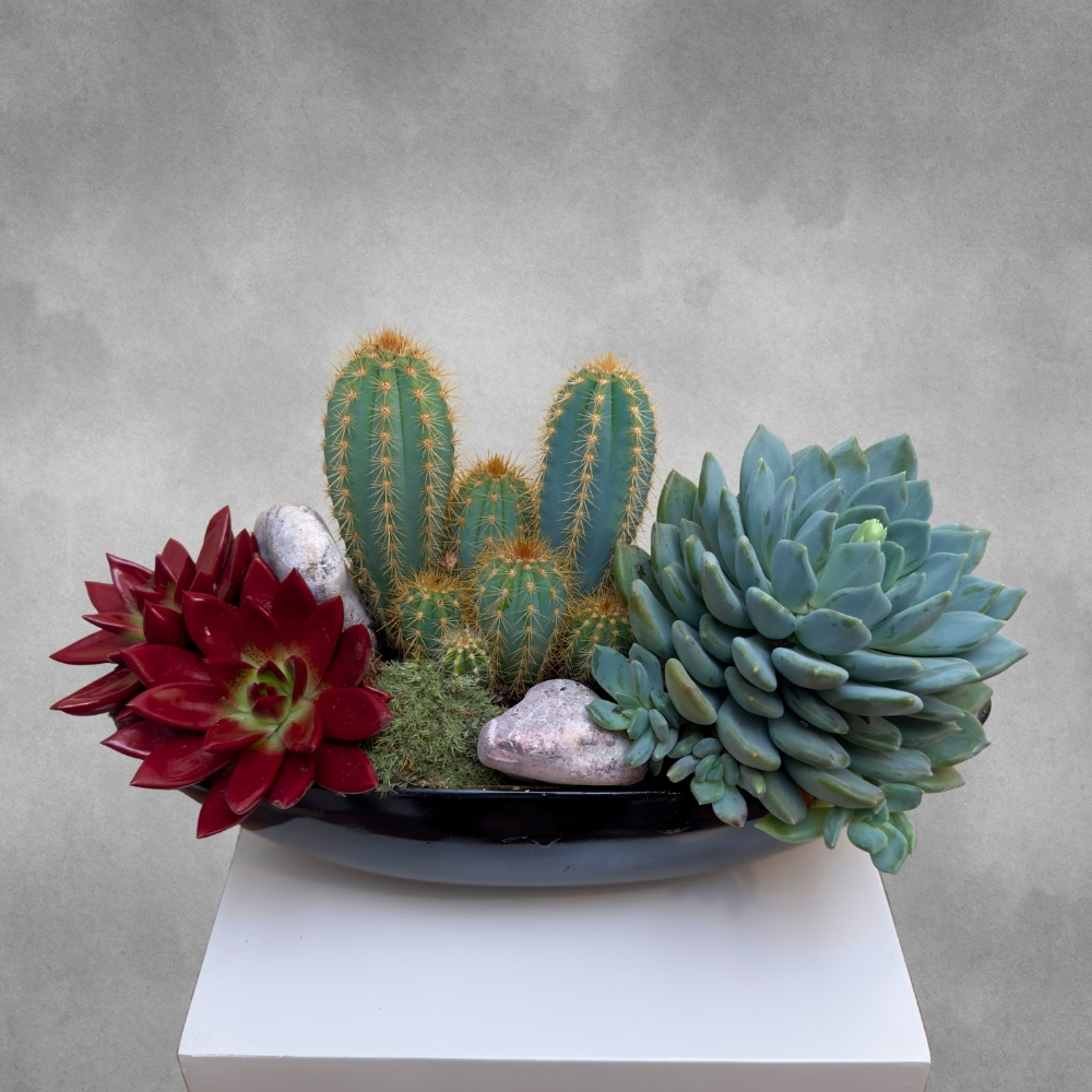 حديقة الصبار 'التشكيلة الفخمة نباتات داخلية