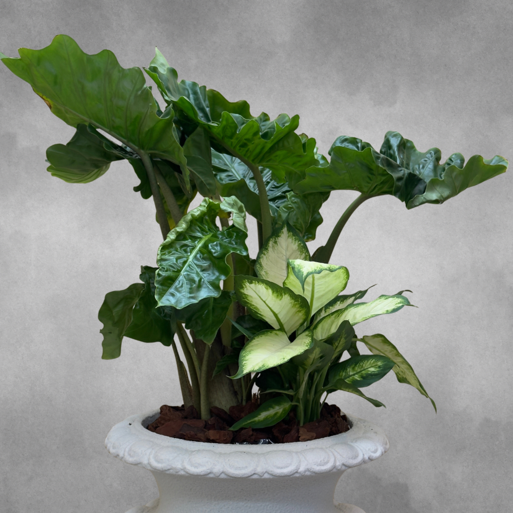 Alocasia Low Rider 'Premium Collection Indoor Plants