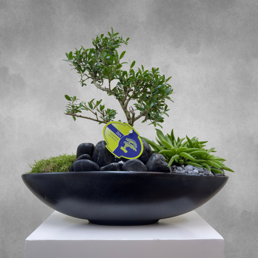 Ilex Crenata Bonsai  'Premium Collection Indoor Plants