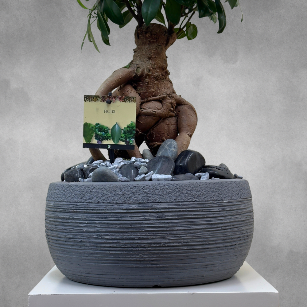 Bonsai Arti 'Premium Collection Indoor Plants