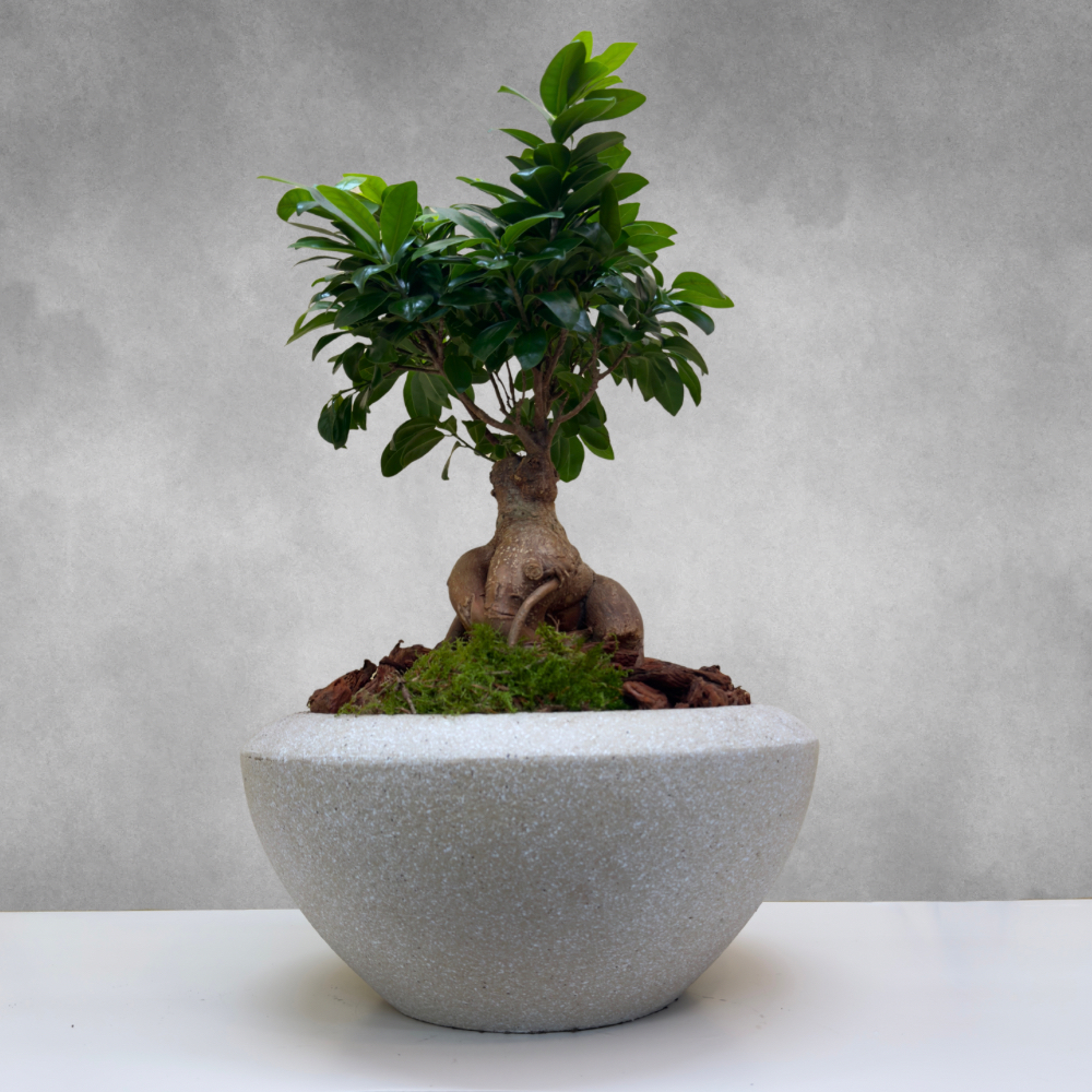 FG  Bonsai Look 'Premium Collection Indoor Plants
