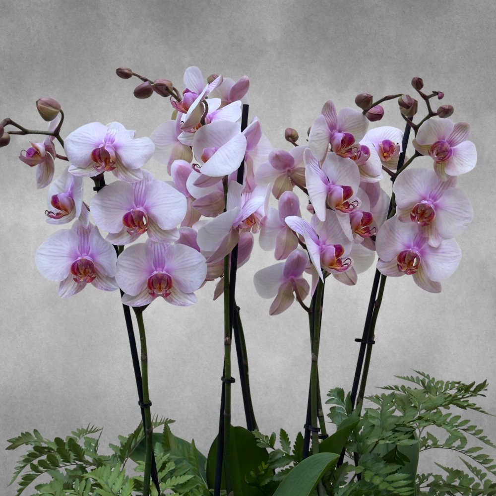 Blooming Madrid 'Premium Collection Indoor Plants