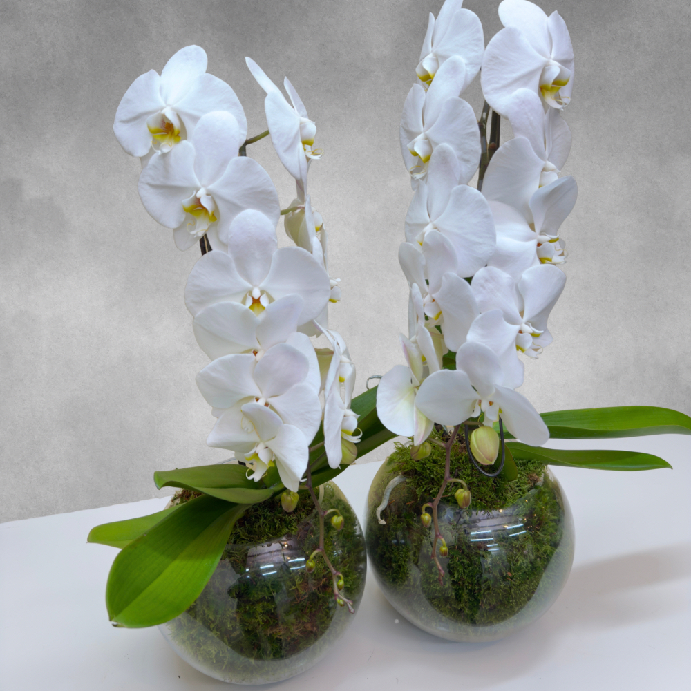 White Twin Curved  'Premium Collection Indoor Plants