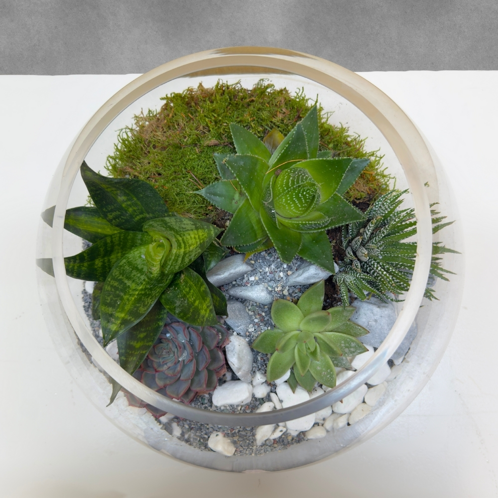 حوض نباتات عصارية 'التشكيلة الفخمة نباتات داخلية