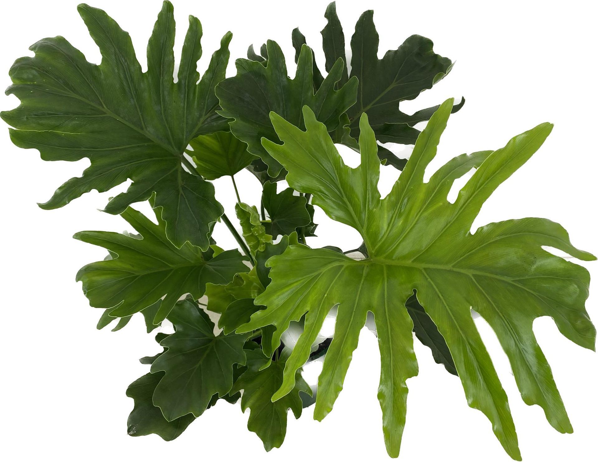 فيلوديندرون ليتل هوب 'نباتات داخلية شجيرات