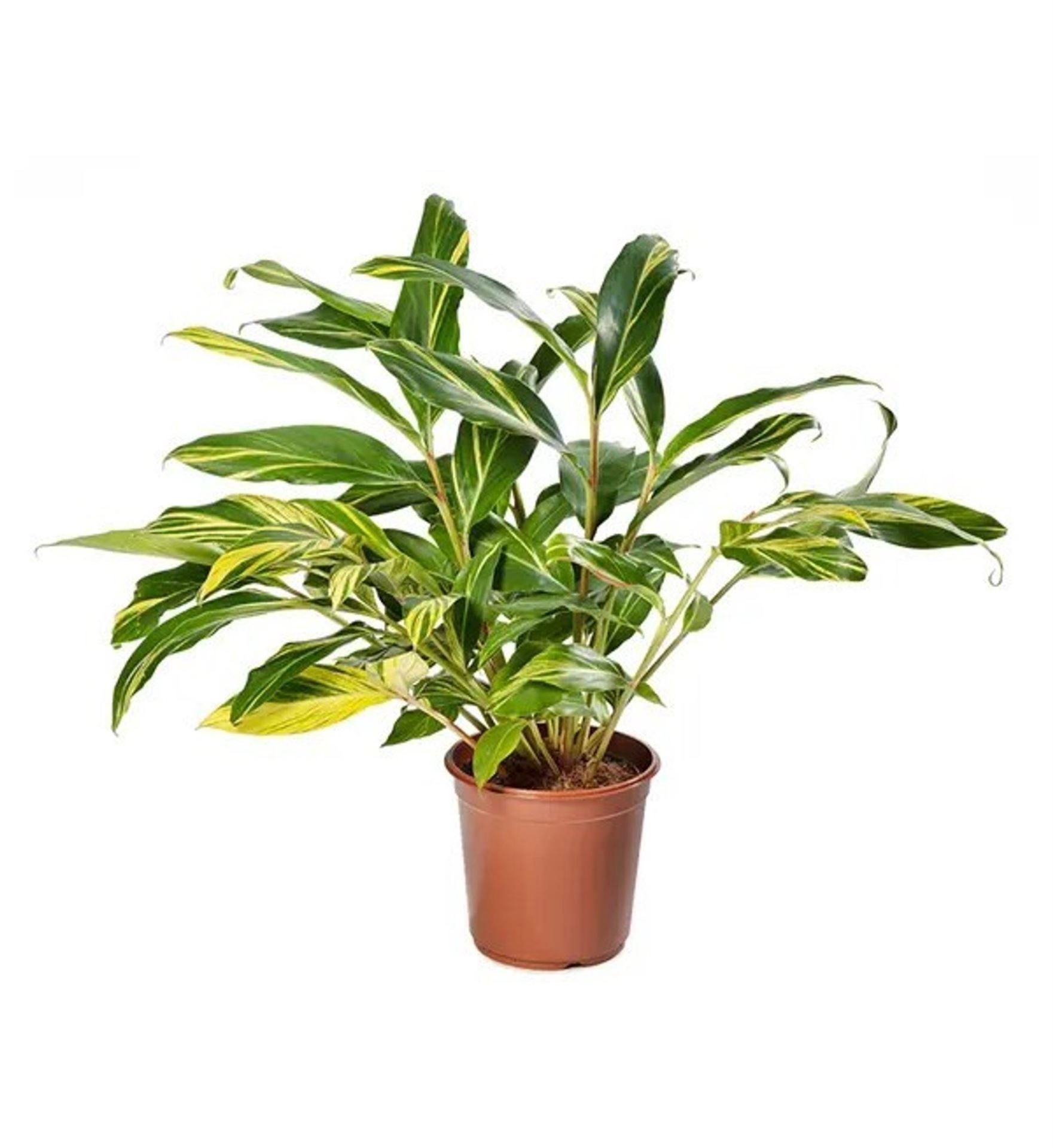 ألبينيا زيرومبيت فاريجاتا 'نباتات داخلية شجيرات