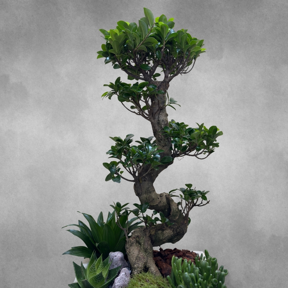 Ficus Square Garden 'Premium Collection Indoor Plants