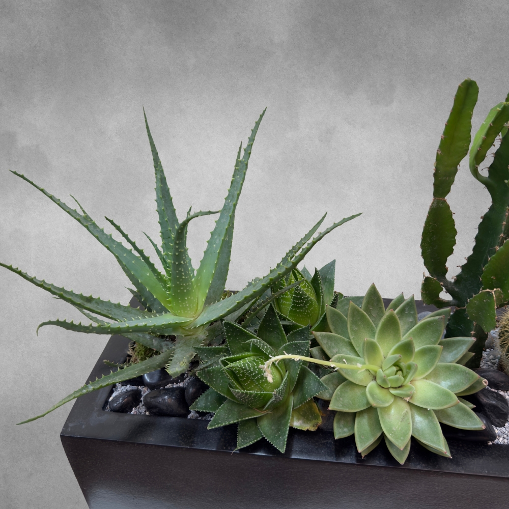 Arti Cactus Garden 'Premium Collection Indoor Plants