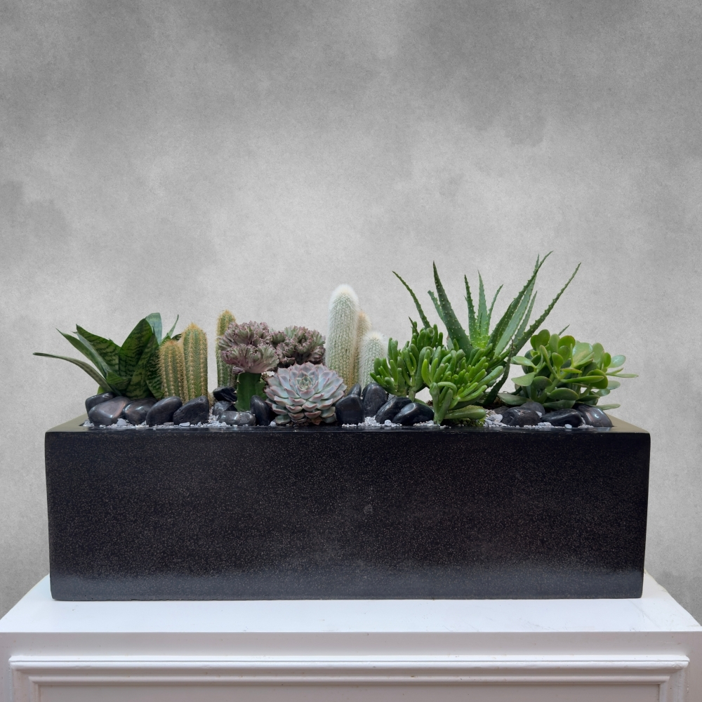 Classy Cacti Garden 'Premium Collection Indoor Plants