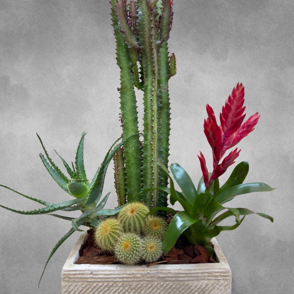 Euphorbia Garden 'Premium Collection Indoor Plants