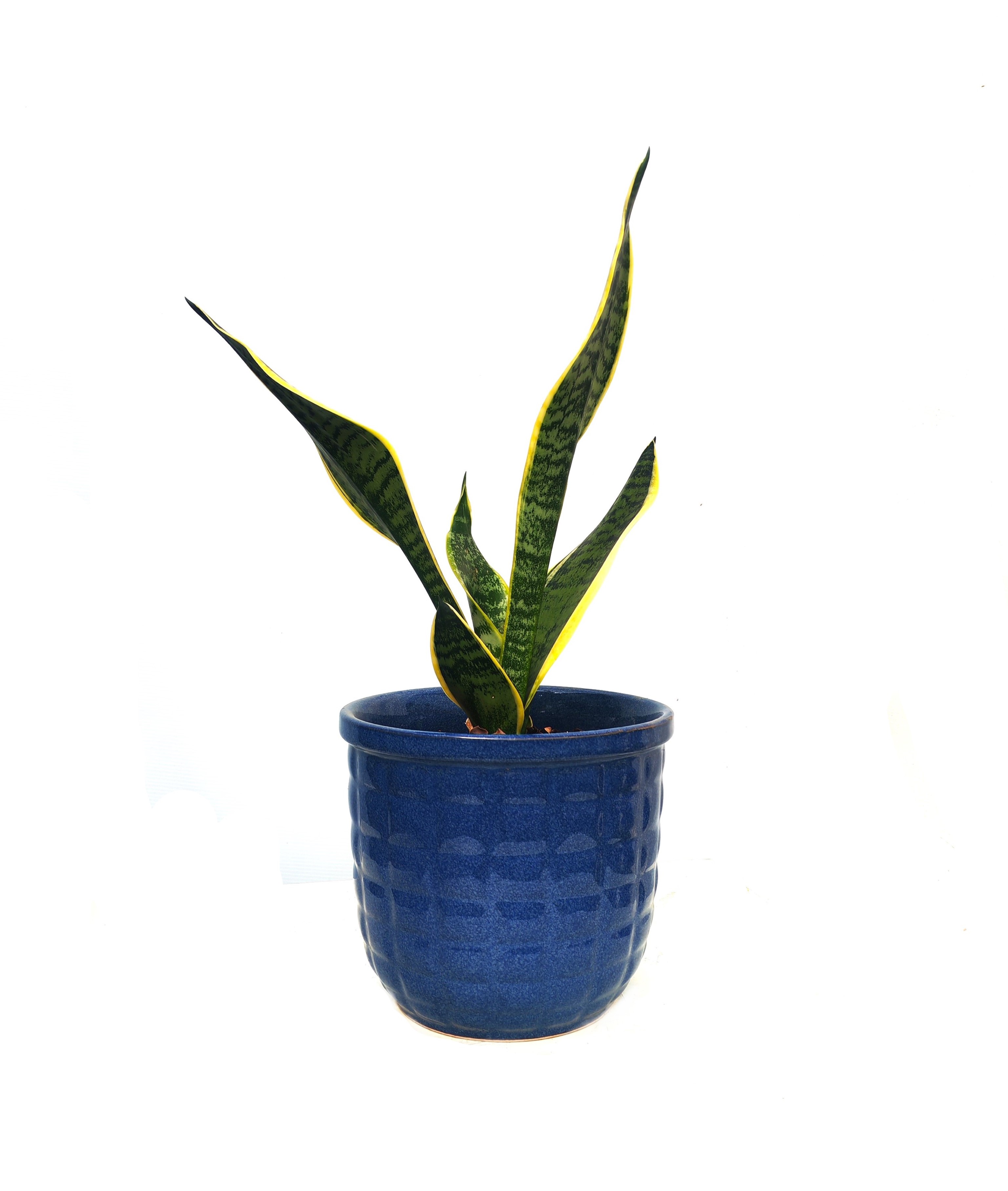 Sansevieria 3 Pcs -Ceramic Pot 'Premium Collection Indoor Plants