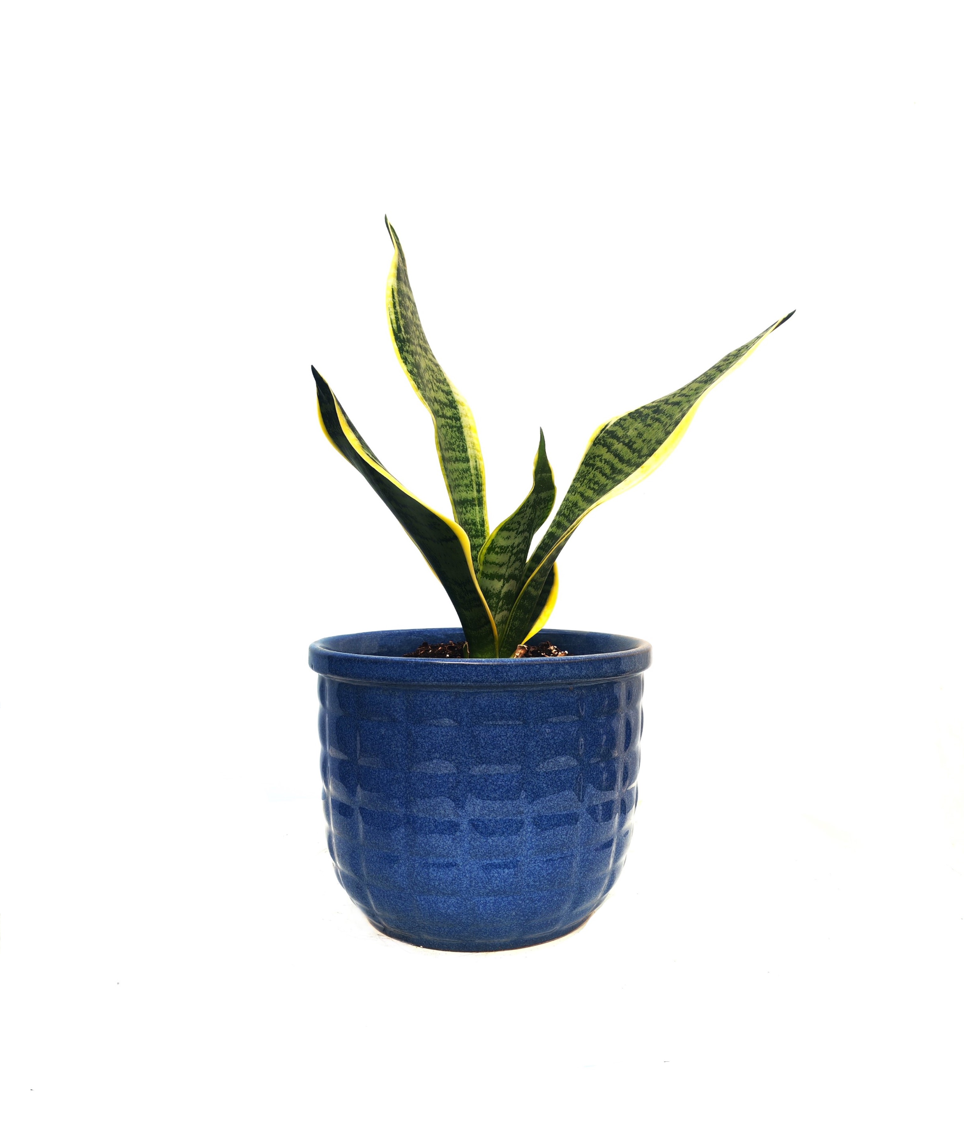 Sansevieria - Ceramic Pot-20 Cm 'Seasonal Specials Plants