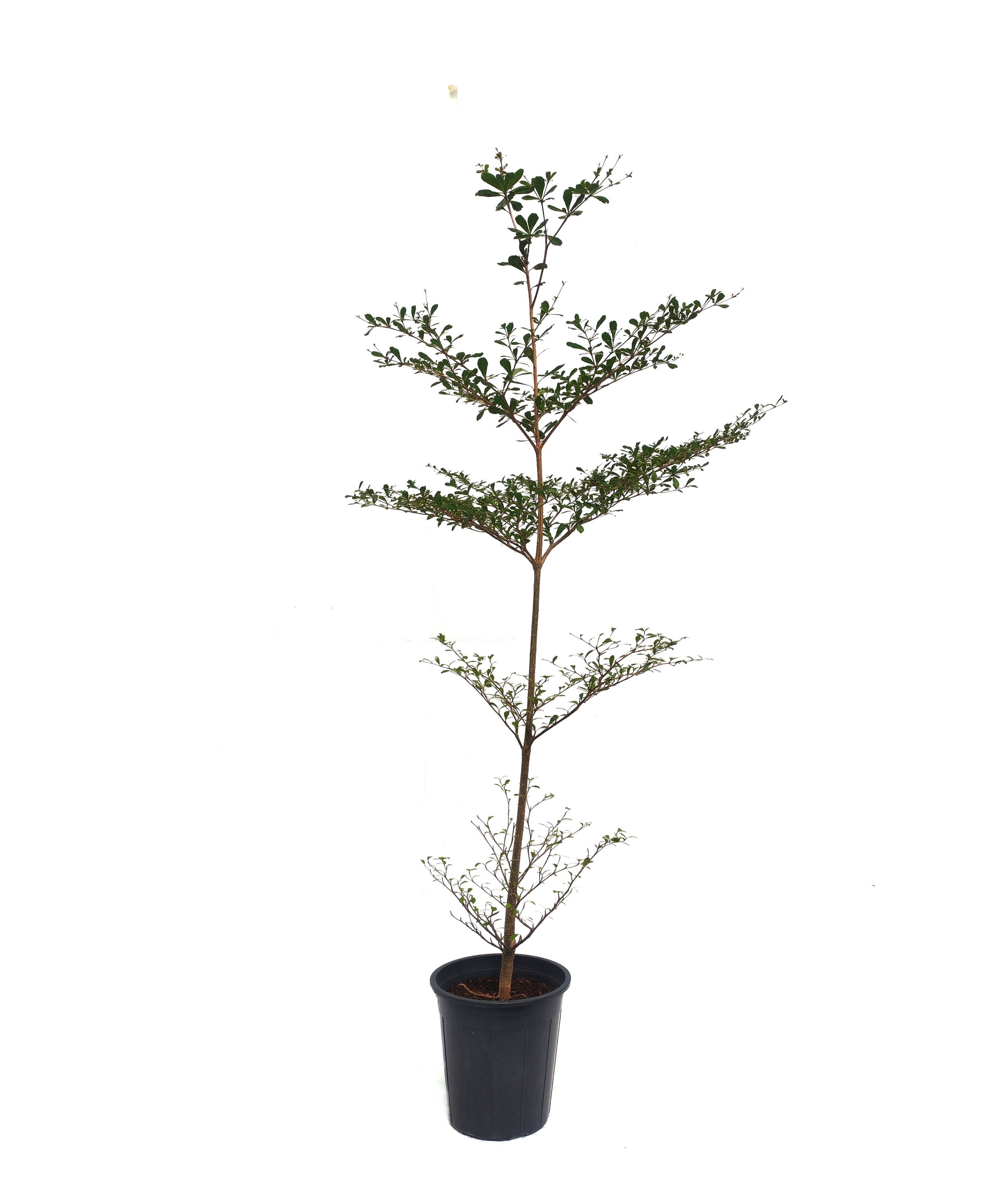 Terminalia Mantaly 'Outdoor Plants Trees