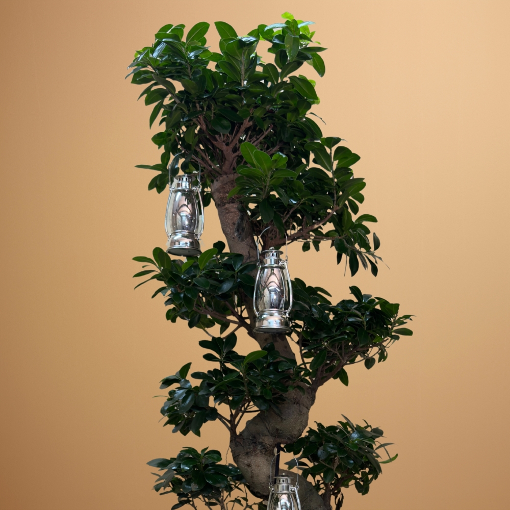 بونساي فيكس ميكروكاربا إس لاين 'التشكيلة الفخمة نباتات داخلية