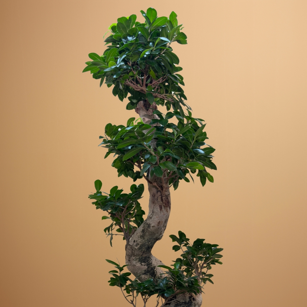 فيكس جينسينغ من سلسلة إس 'التشكيلة الفخمة نباتات داخلية