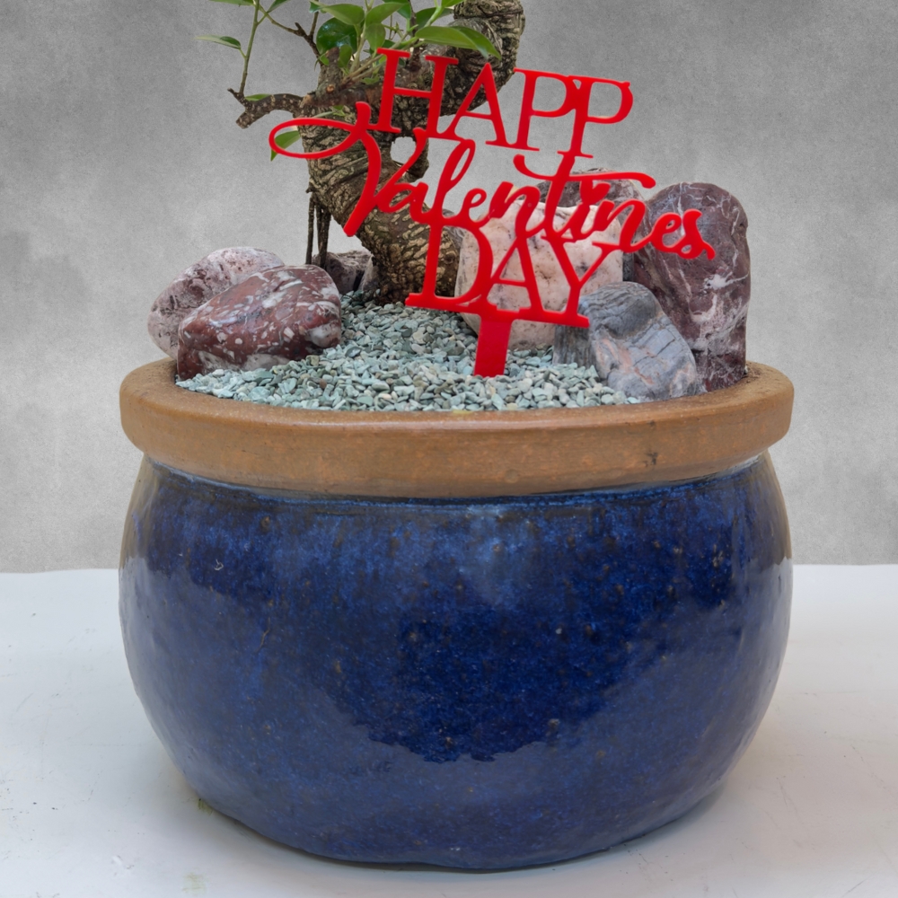 بونساي فيكس ريتوسا 'التشكيلة الفخمة نباتات داخلية