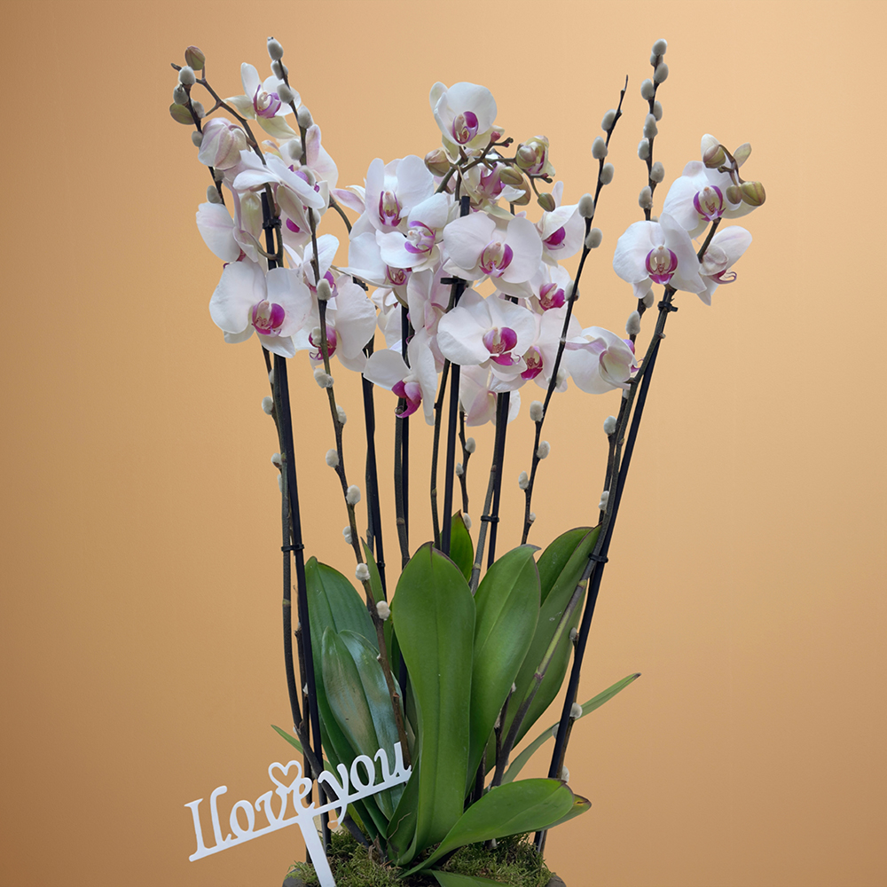 زهرة الأوركيد ذات الشفاه الحمراء (Phalaenopsis) 'التشكيلة الفخمة نباتات مزهرة