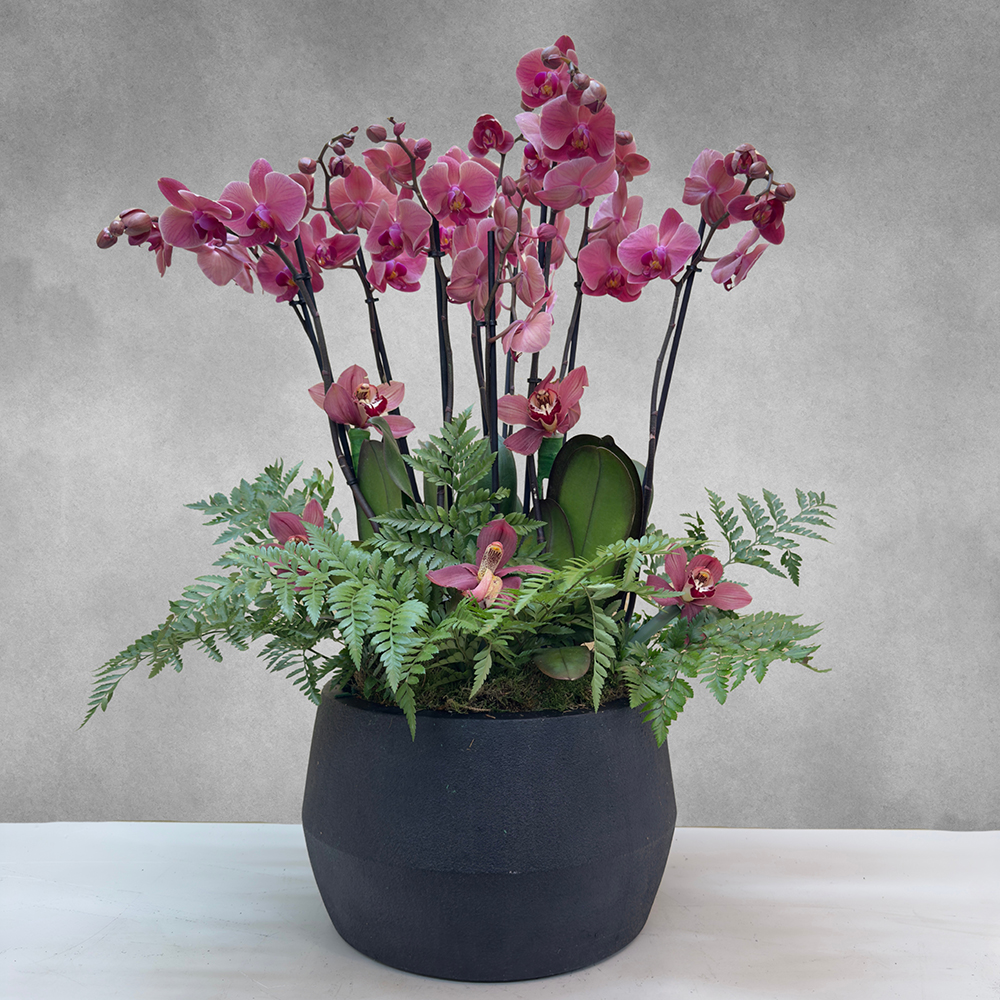 زهرة الأوركيد الحمراء ناربون 'التشكيلة الفخمة نباتات داخلية