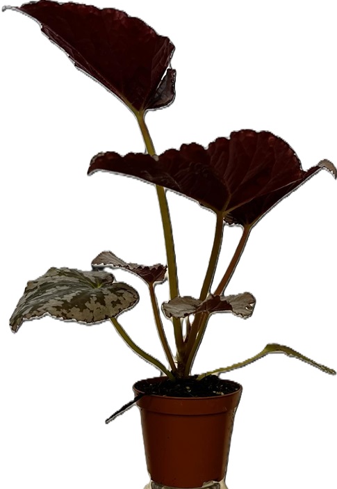 Begonia Grey Earl 'Indoor Plants Flowering Plants