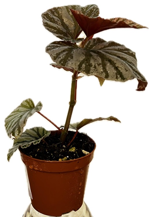 Begonia Looking Glass 'Indoor Plants Flowering Plants