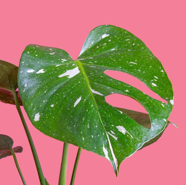Monstera Thai Constellation 'Indoor Plants Shrubs