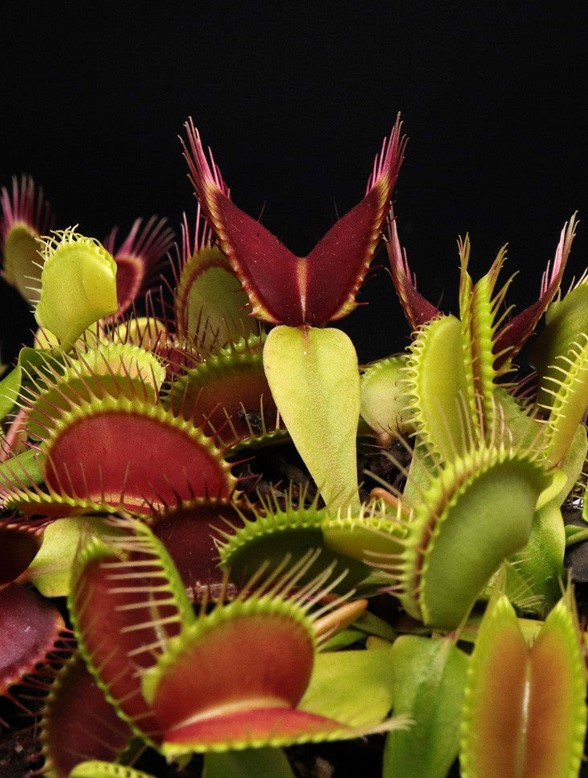 Insect Eater Plant (Dionaea Muscipula) 'Indoor Plants Shrubs